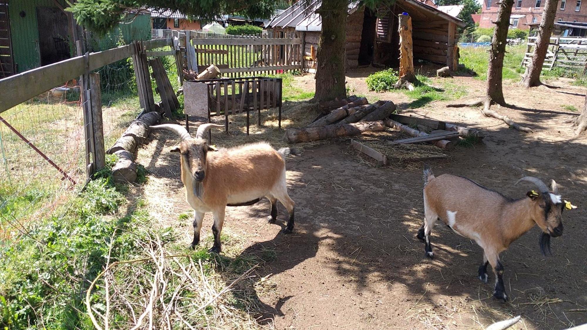 Ferienwohnung Sonnenschein Mit Kleinem Bauernhof Thale Zewnętrze zdjęcie
