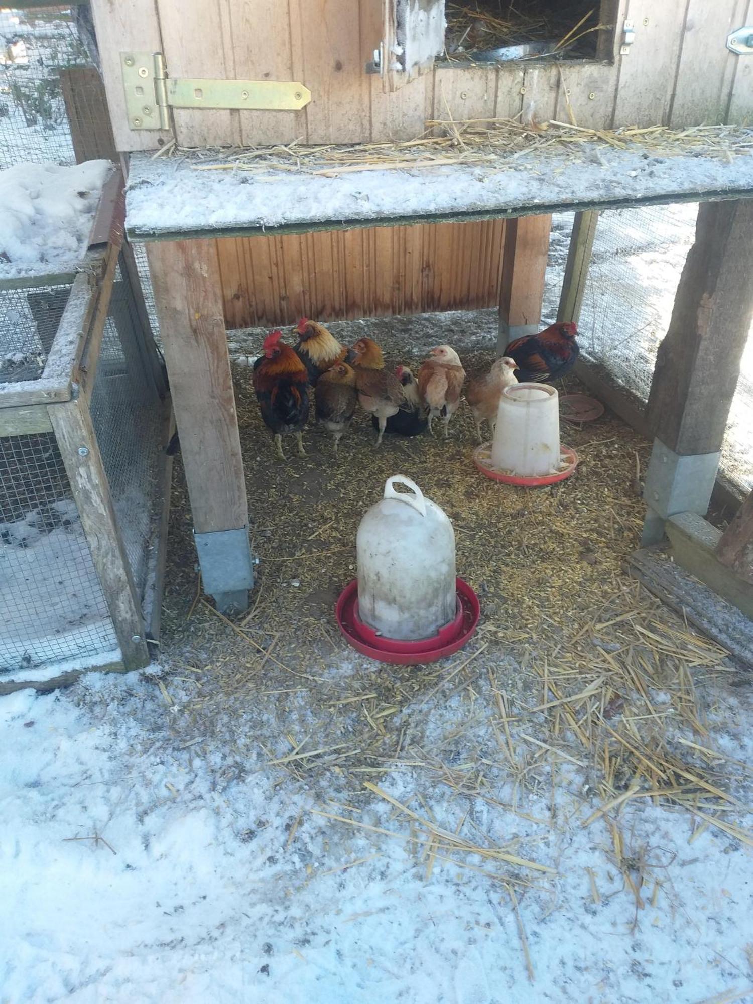 Ferienwohnung Sonnenschein Mit Kleinem Bauernhof Thale Zewnętrze zdjęcie